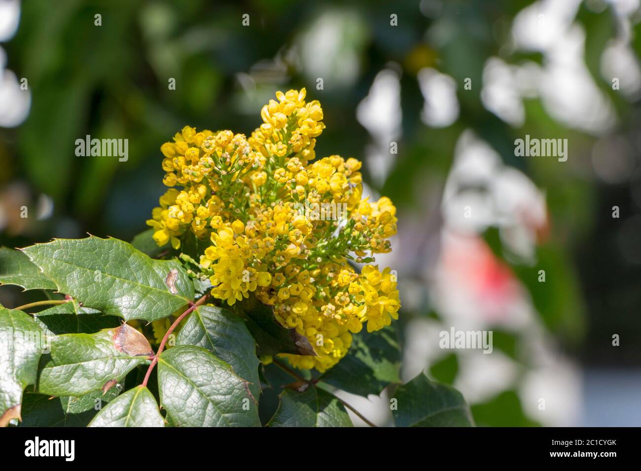 Oregon Grape Flowers Yellow, against the background of green leaves, close up Stock Photo