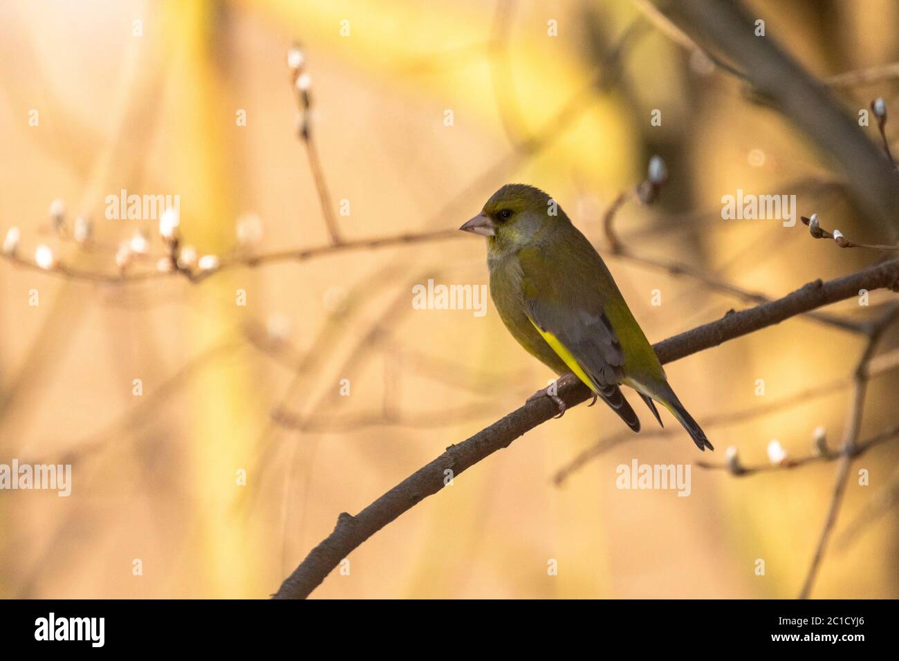 Single adult greenfinch (Carduelis chloris) perched on a branch in natural woodland surroundings Stock Photo