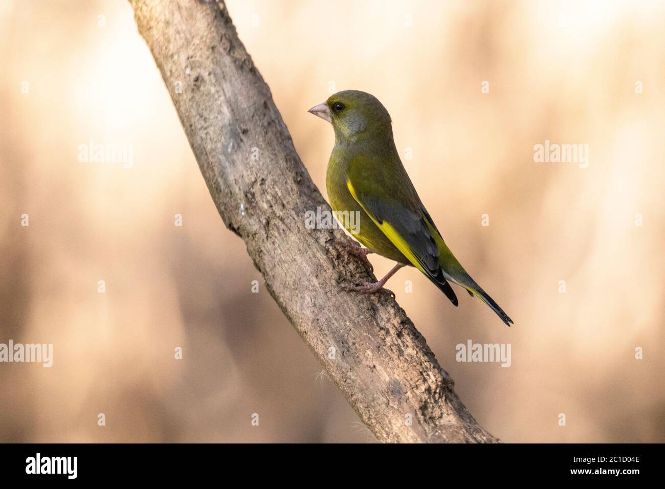 Single adult greenfinch (Carduelis chloris) perched on a branch in natural woodland surroundings Stock Photo