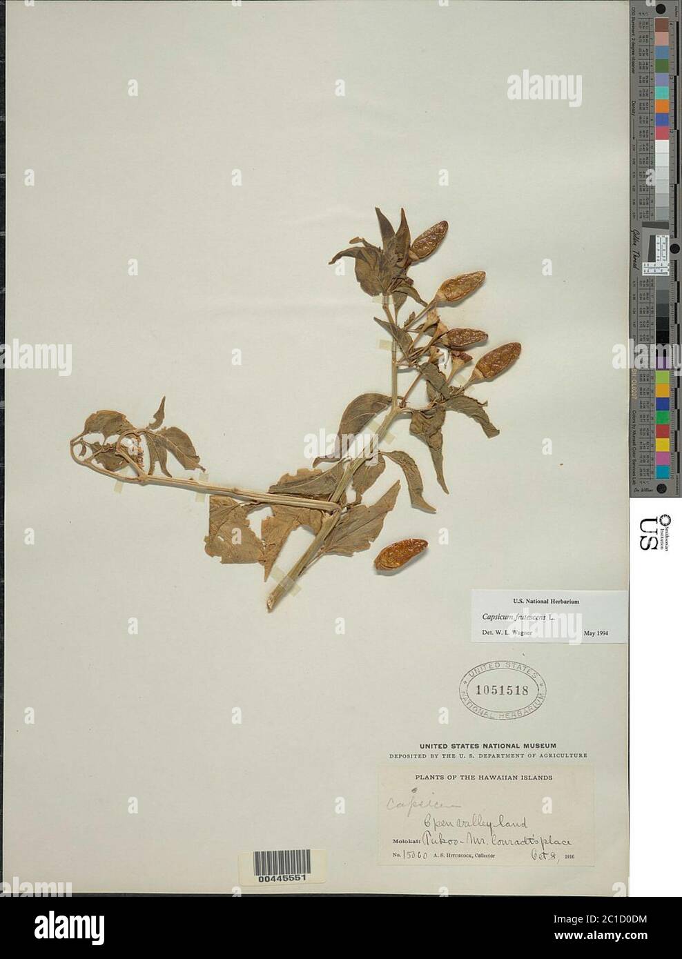 Capsicum frutescens L Capsicum frutescens L Stock Photo Alamy