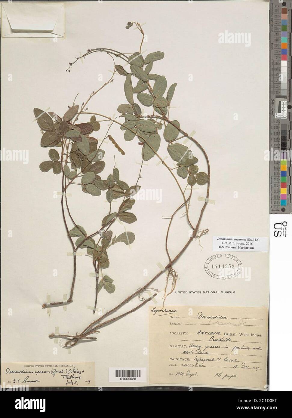 Desmodium incanum hi-res stock photography and images - Alamy