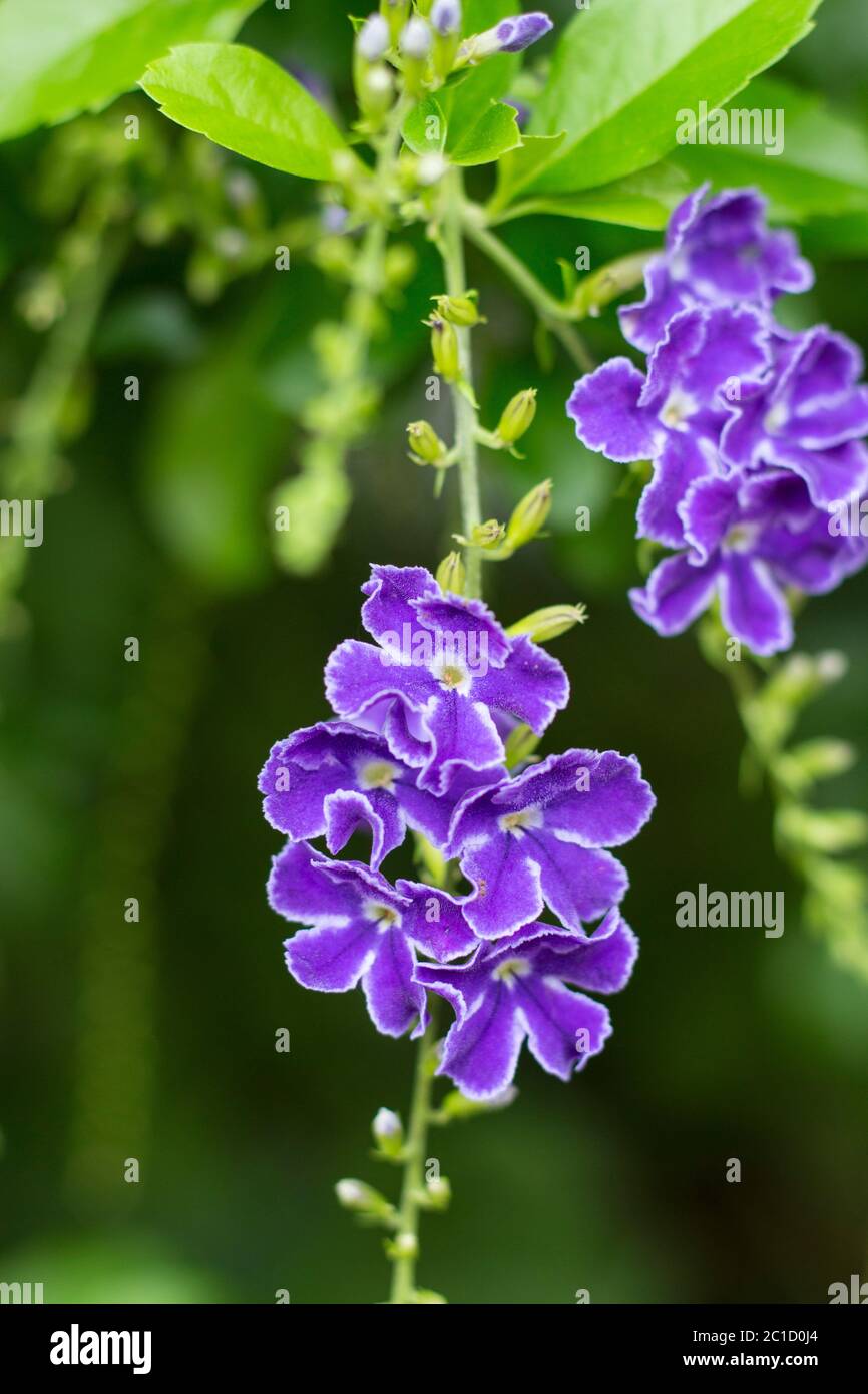 White fringed purple flower and a moth Stock Photo - Alamy