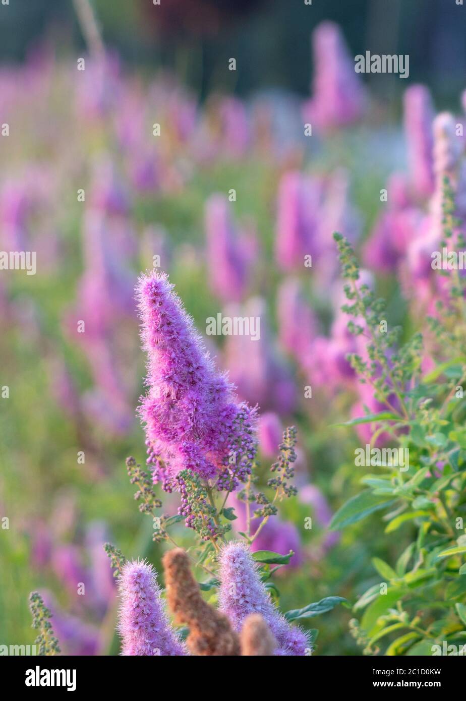Billards Spirea Blooming flowers in the morning park on the lake Stock Photo