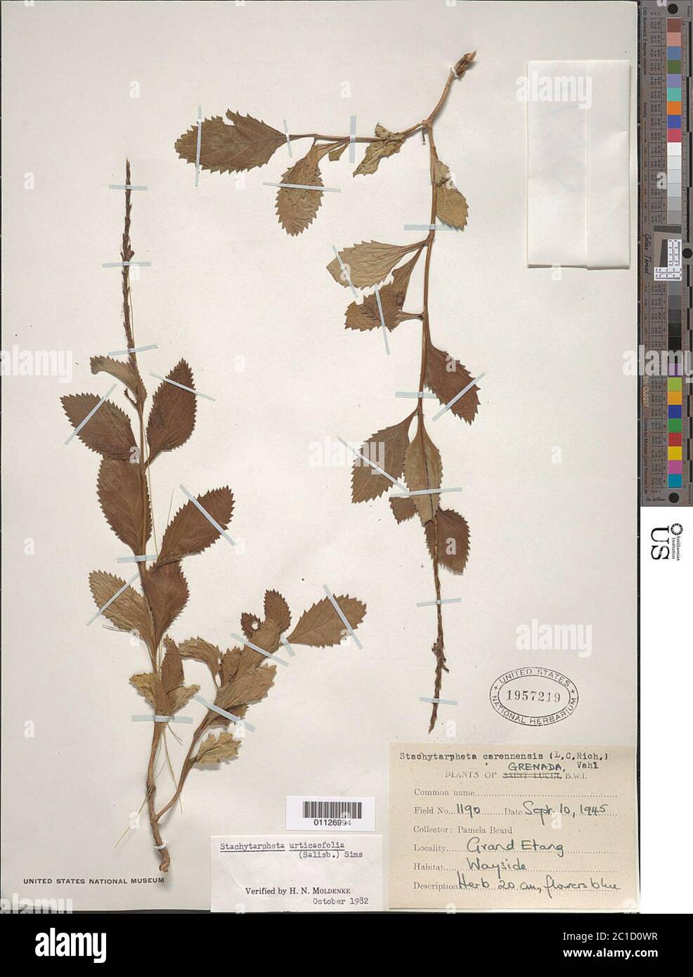 Stachytarpheta urticifolia Salisb Sims Stachytarpheta urticifolia Salisb Sims. Stock Photo