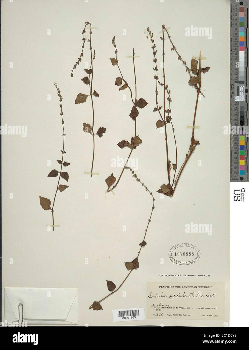 Salvia occidentalis Sw Salvia occidentalis Sw. Stock Photo