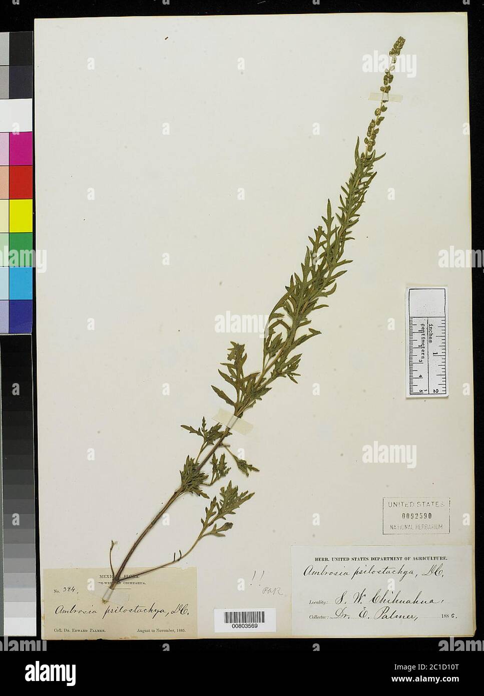 Ambrosia psilostachya DC Ambrosia psilostachya DC Stock Photo Alamy