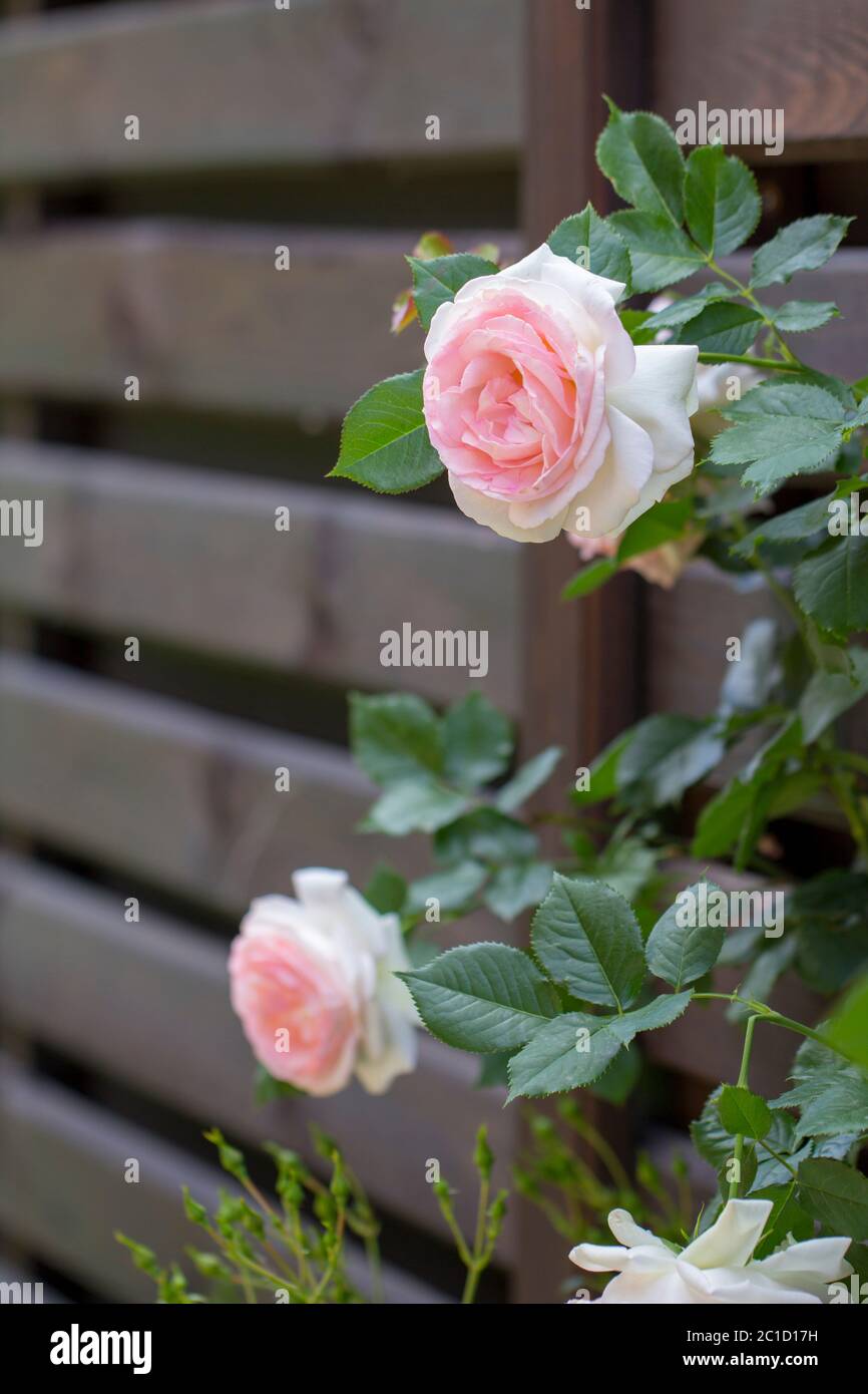 Pink roses climbing on the wooden fence close up Stock Photo - Alamy