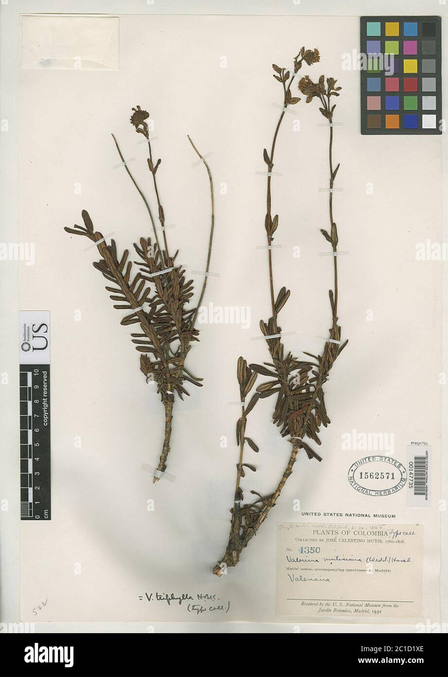 Valeriana triphylla Kunth Valeriana triphylla Kunth. Stock Photo