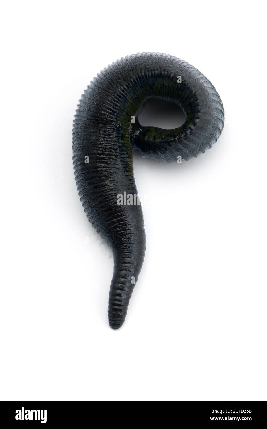 River leech hi-res stock photography and images - Alamy