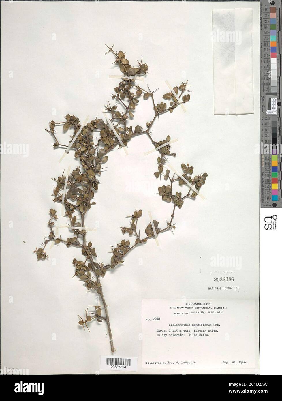 Scolosanthus densiflorus Urb Scolosanthus densiflorus Urb. Stock Photo