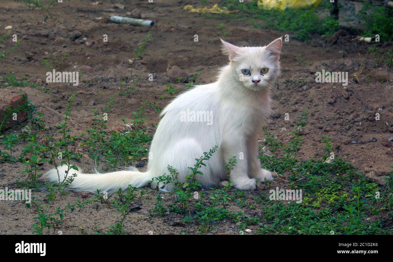 A white cat with a striking condition called Heterochromia iridum Stock Photo
