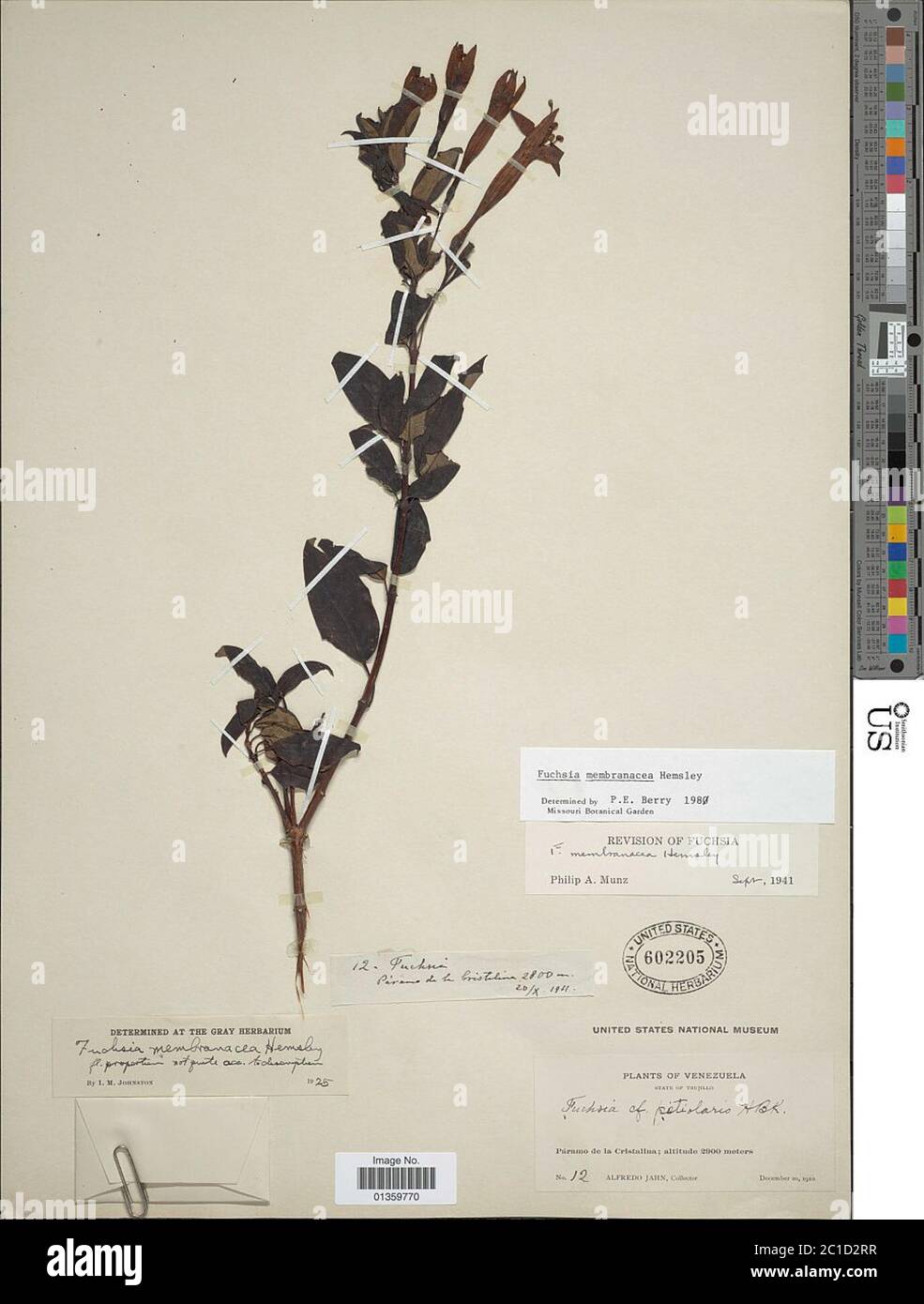 Fuchsia membranacea Hemsl Fuchsia membranacea Hemsl. Stock Photo