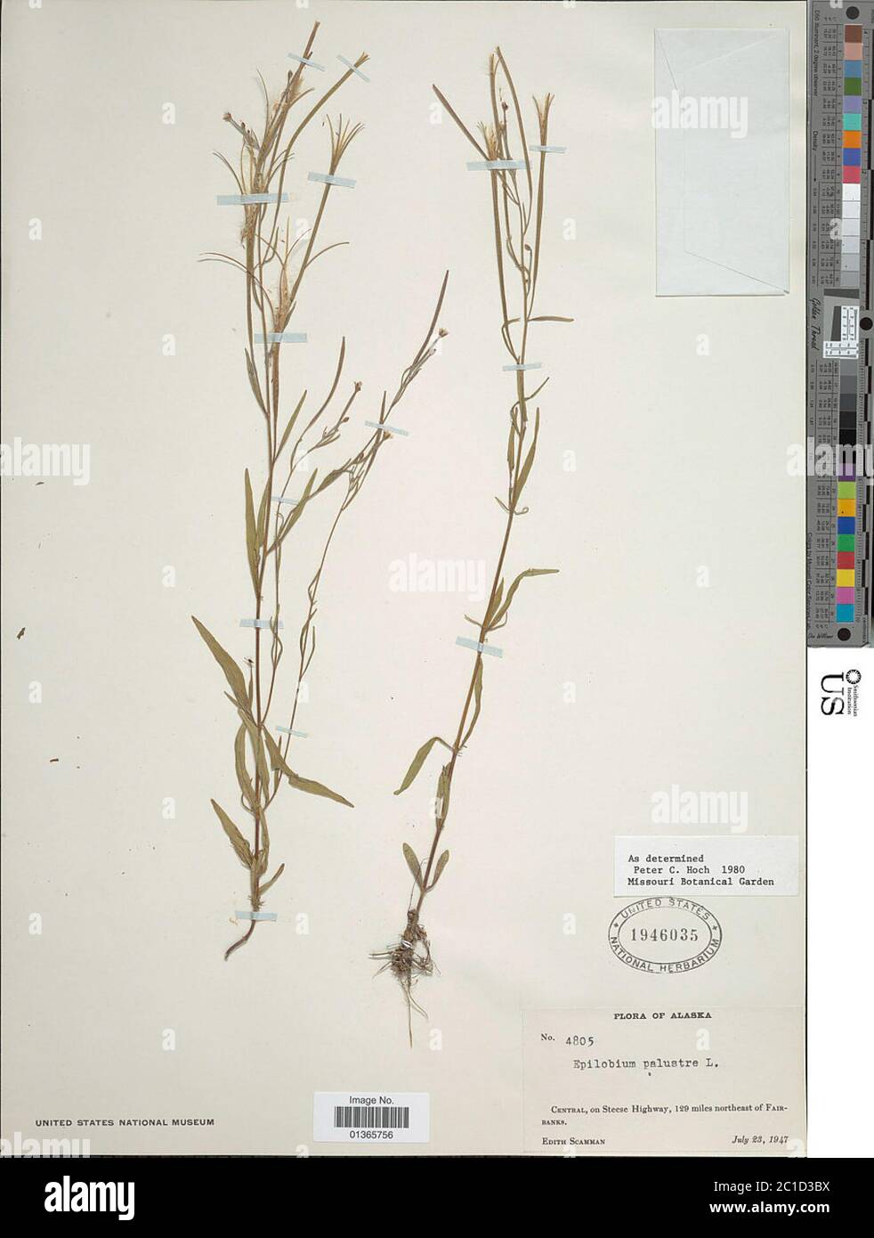 Epilobium palustre L Epilobium palustre L Stock Photo Alamy