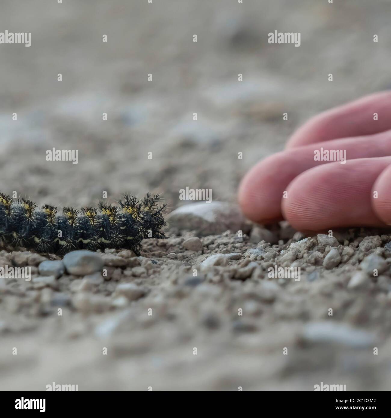 Square Close up of hand of a person and fuzzy black caterpillar against ...