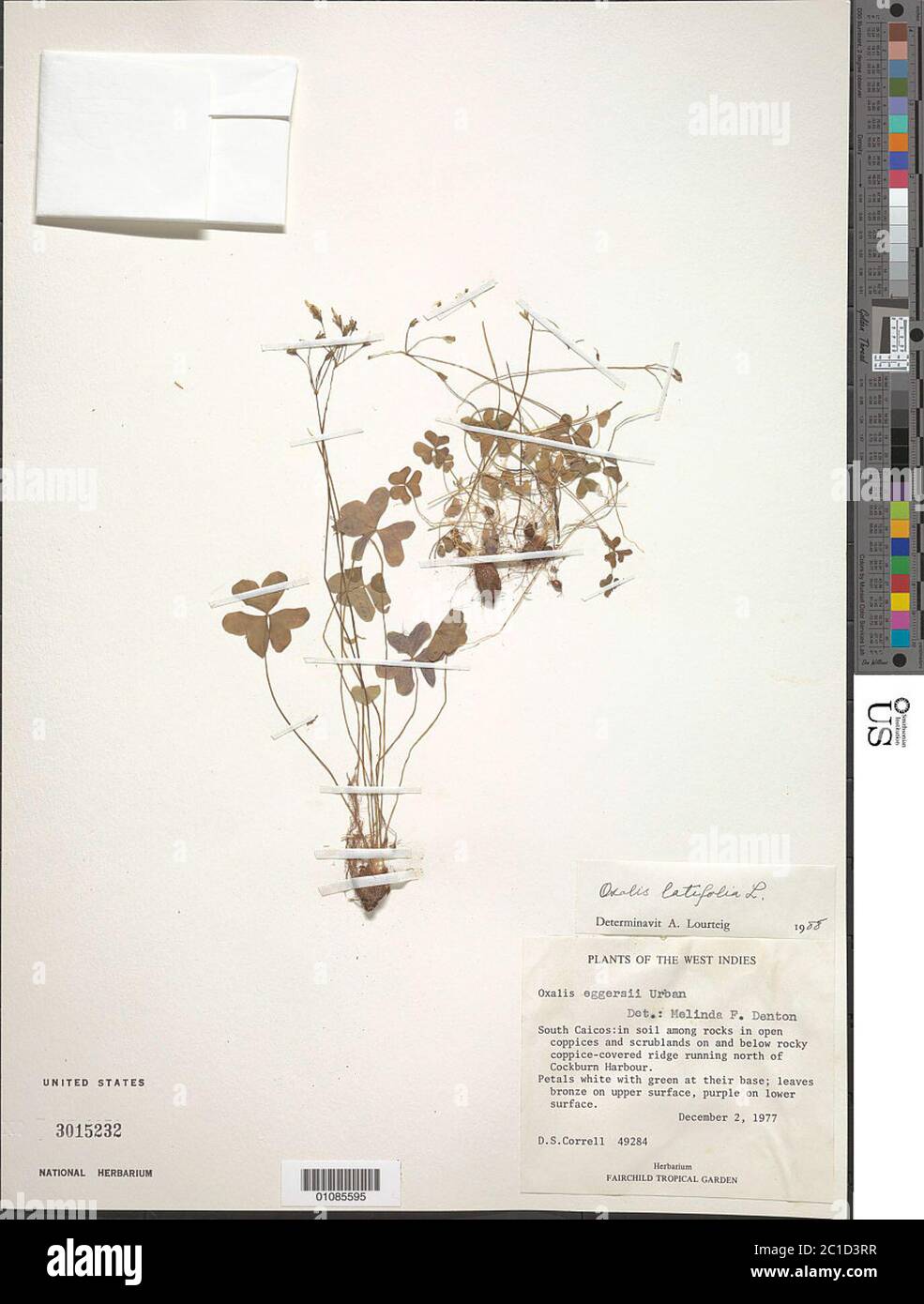 Oxalis latifolia Kunth Oxalis latifolia Kunth. Stock Photo