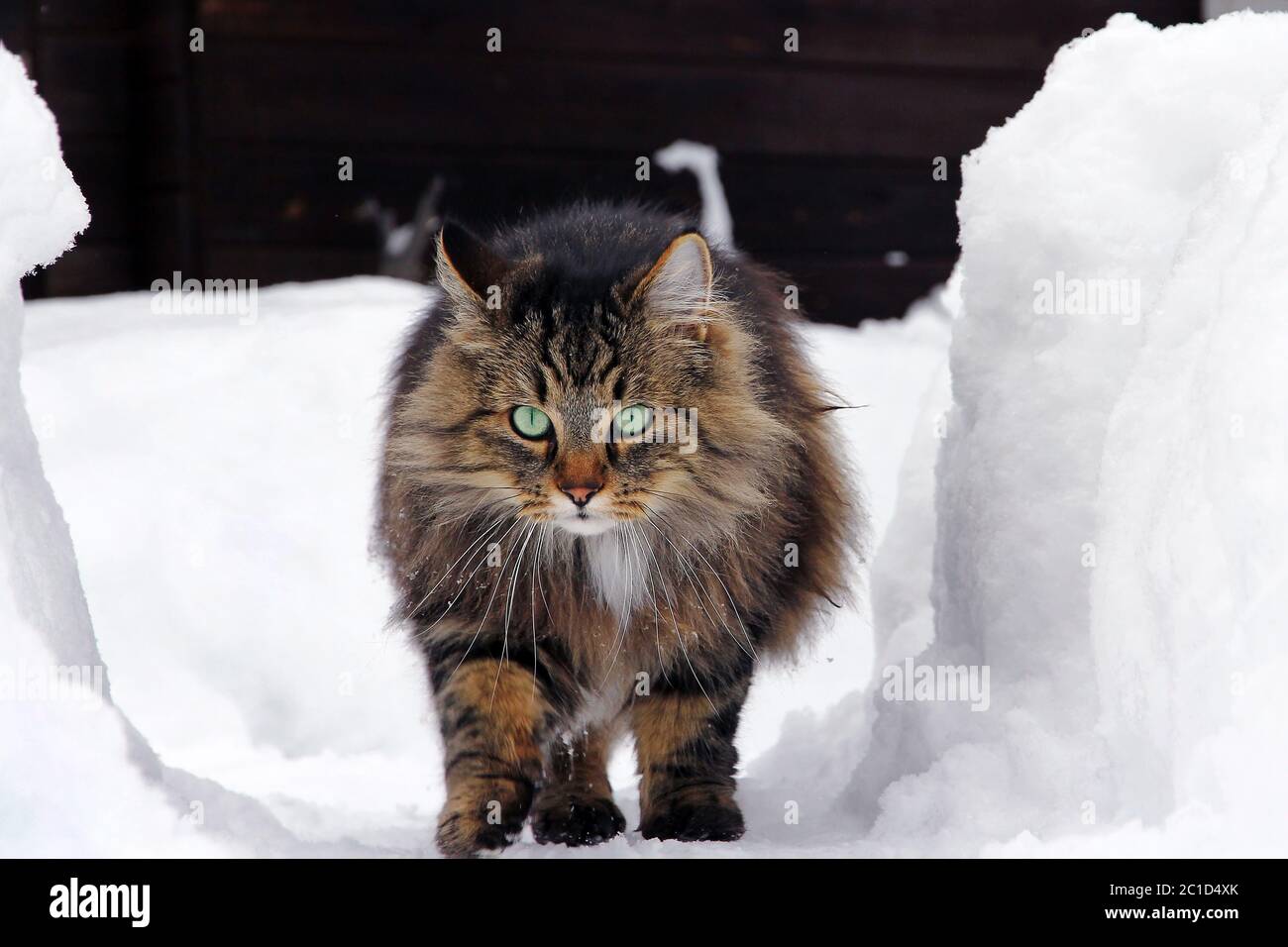 a norwegian forest cat is running through the high snow Stock Photo Alamy