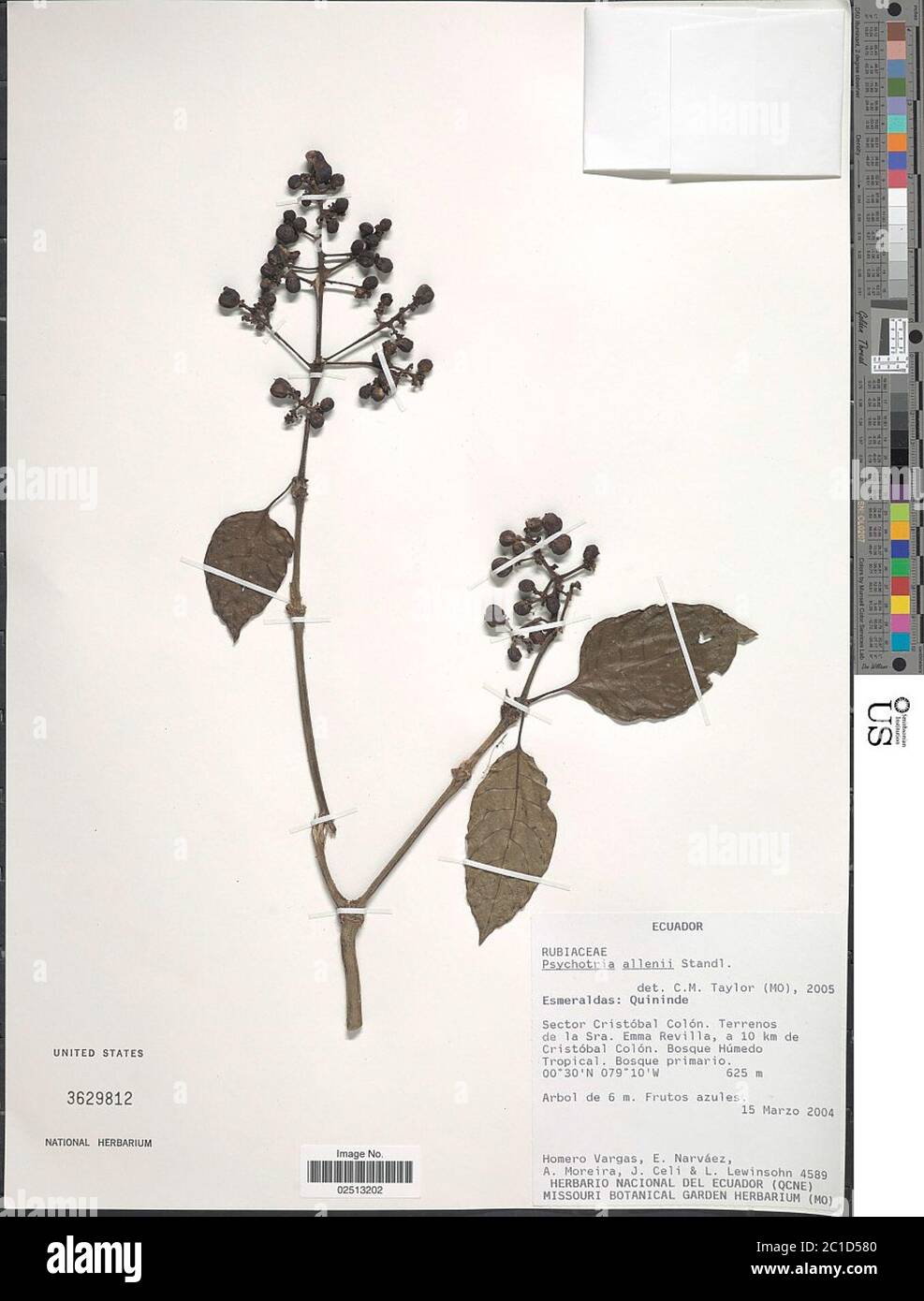 Psychotria allenii Standl in Woodson Schery Psychotria allenii Standl in Woodson Schery. Stock Photo