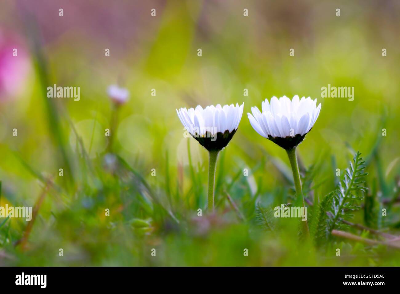 Tiny white spring flowers in the grass Stock Photo