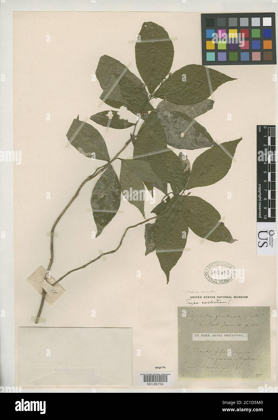 Psychotria fimbriata Benth Psychotria fimbriata Benth. Stock Photo