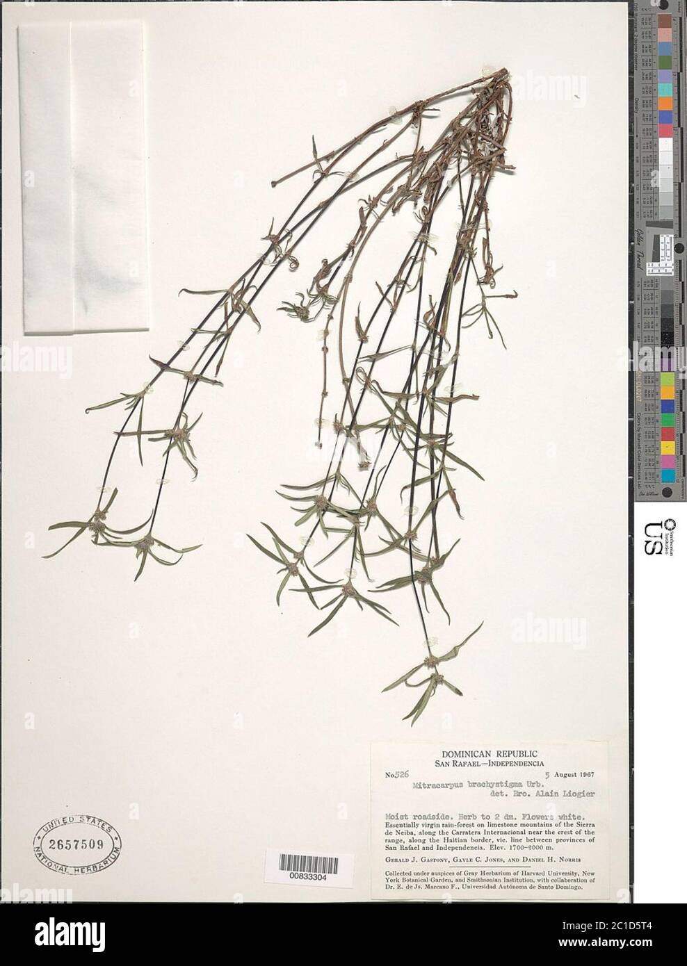 Mitracarpus brachystigma Urb Mitracarpus brachystigma Urb. Stock Photo