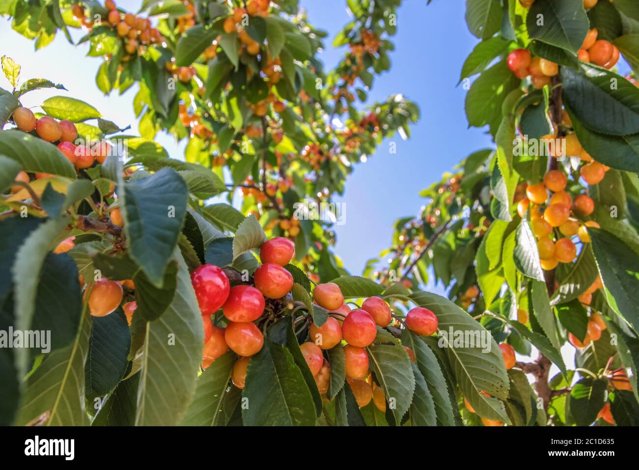 Juicy, ripe cherries on cherry tree in the village of Villars in Provence, France Stock Photo