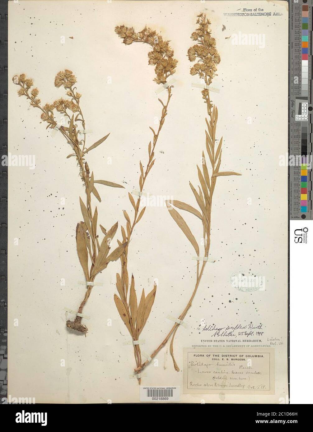Solidago Simplex Var Simplex Solidago simplex hi-res stock photography and images - Alamy