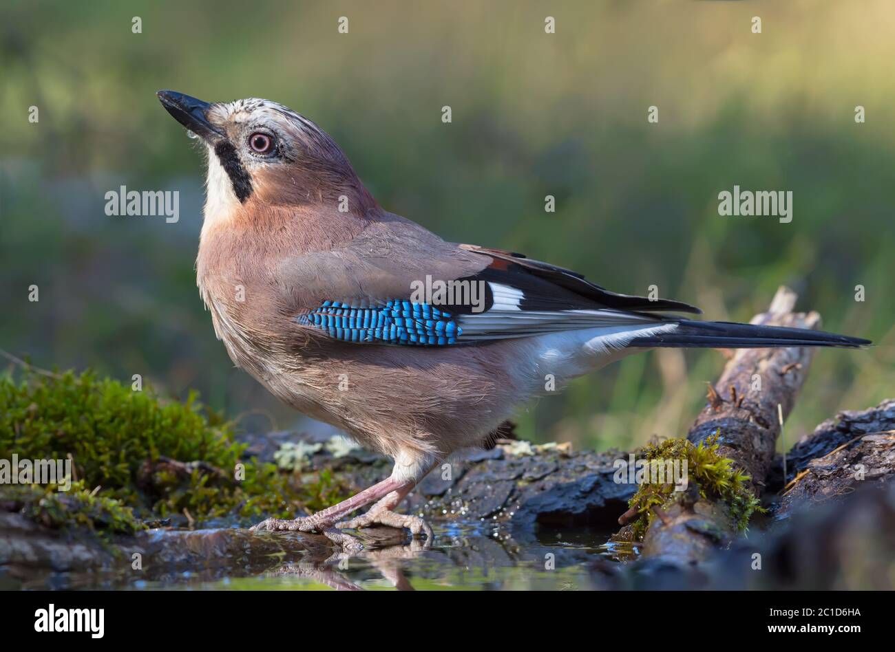 Graceful Eurasian Jay (garrulus glandarius) turns her back on a lichen and mossy trunk in the forest near water pond Stock Photo