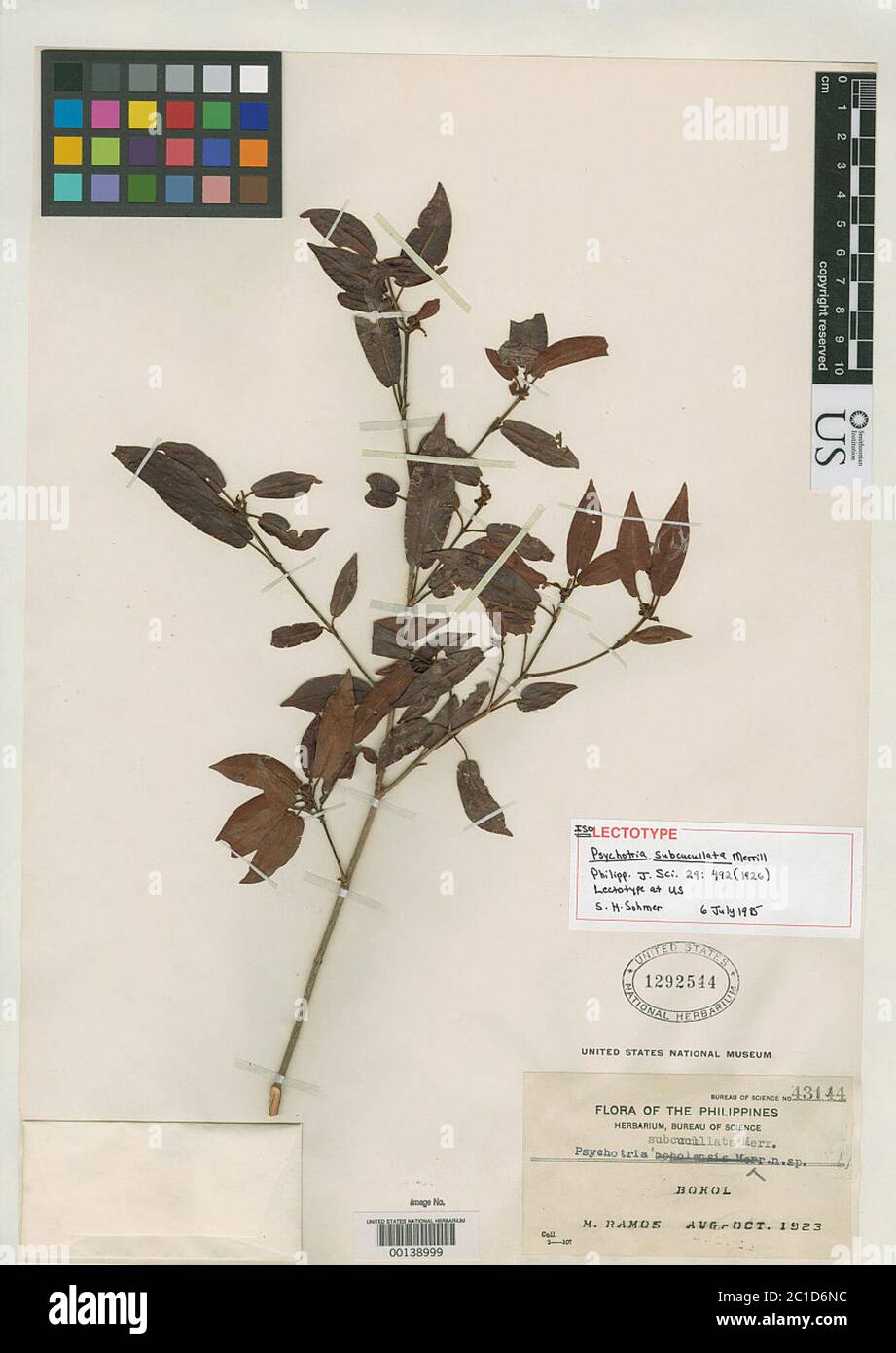 Psychotria subcucullata Merr Psychotria subcucullata Merr. Stock Photo