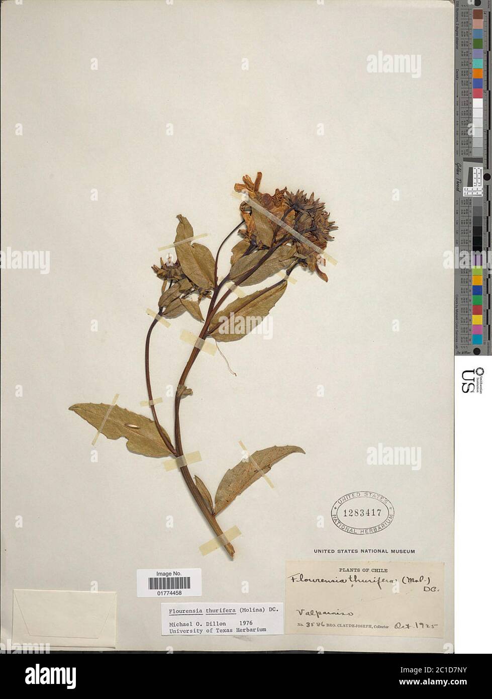 Flourensia thurifera hires stock photography and images Alamy