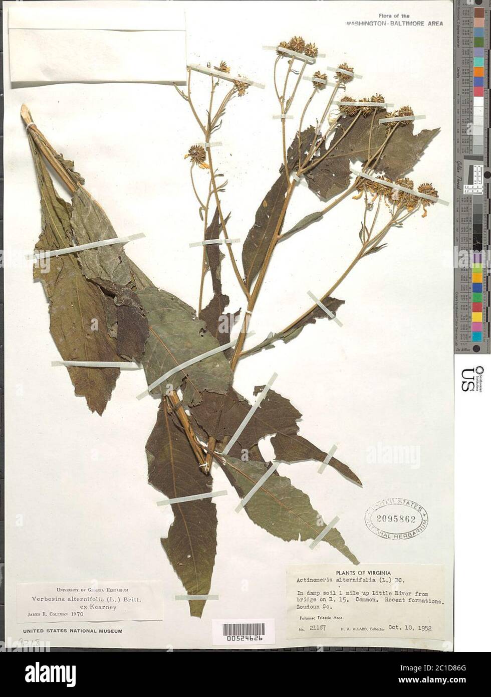 Verbesina alternifolia L Britton ex Kearney Verbesina alternifolia L Britton ex Kearney. Stock Photo