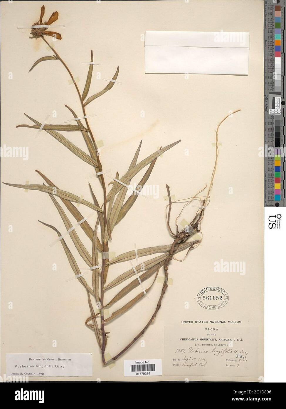 Verbesina longifolia A Gray Verbesina longifolia A Gray. Stock Photo