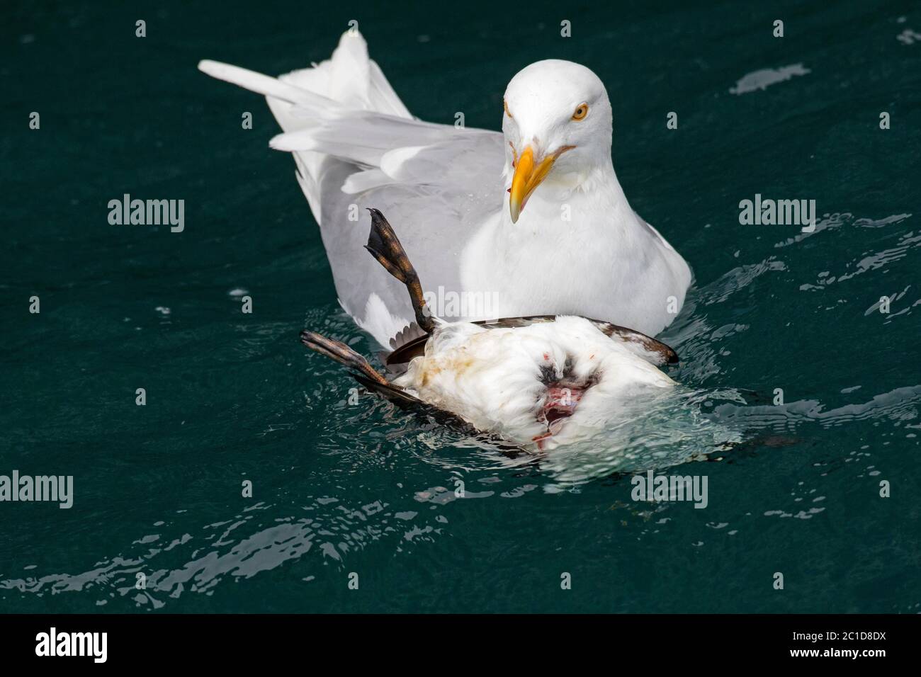 Glaucous gull (Larus hyperboreus) feeding on killed common murre / common guillemot (Uria aalge) floating in sea water, Svalbard / Spitsbergen Stock Photo