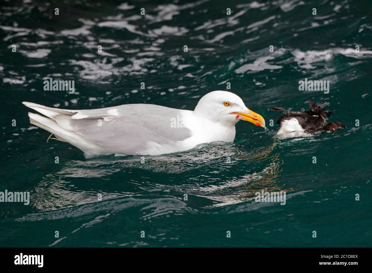 Glaucous gull (Larus hyperboreus) feeding on killed common murre / common guillemot (Uria aalge) floating in sea water, Svalbard / Spitsbergen Stock Photo