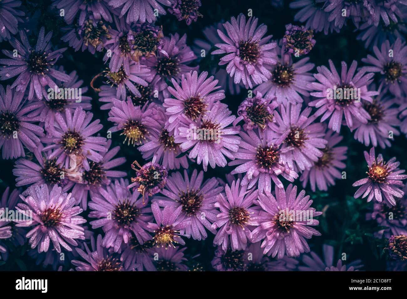 beautiful pink aster flowers wallpaper Stock Photo - Alamy