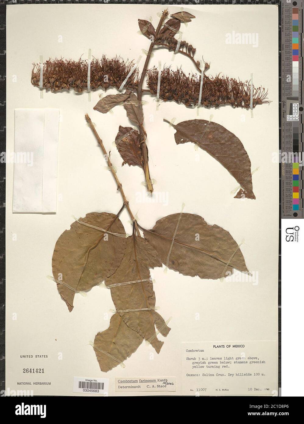 Combretum farinosum Kunth Combretum farinosum Kunth. Stock Photo