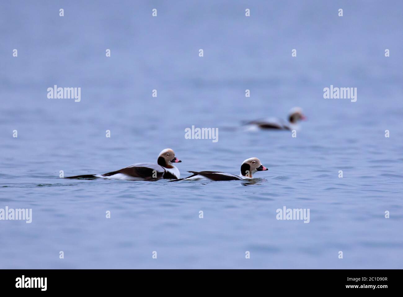 Three long-tailed ducks (Clangula hyemalis) males swimming in sea in winter Stock Photo