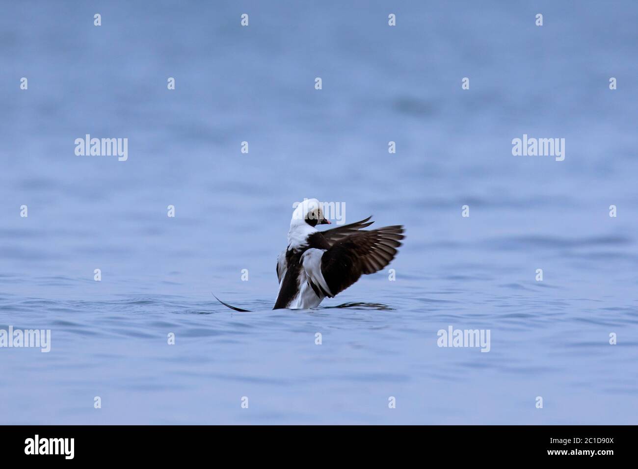 Long-tailed duck (Clangula hyemalis) male at sea flapping its wings in winter Stock Photo
