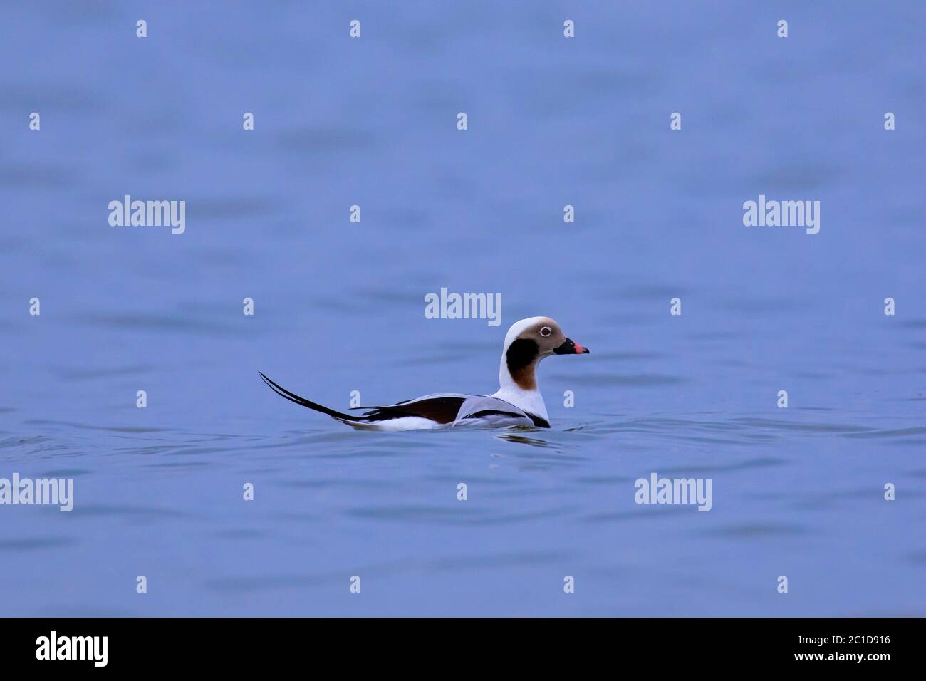 Long-tailed duck (Clangula hyemalis) male swimming in sea in winter Stock Photo