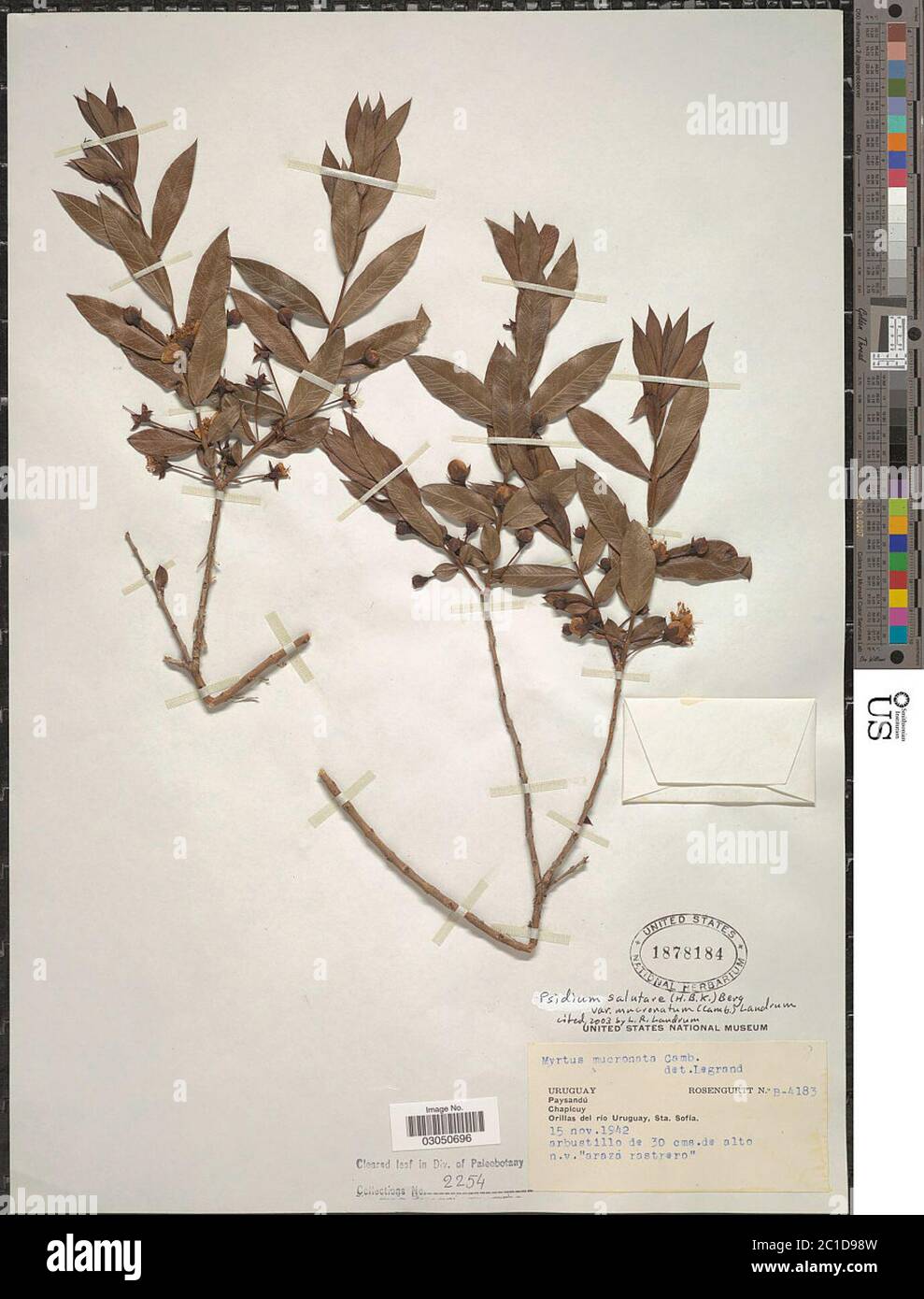 Psidium salutare var mucronatum Cambess Landrum Psidium salutare var mucronatum Cambess Landrum. Stock Photo