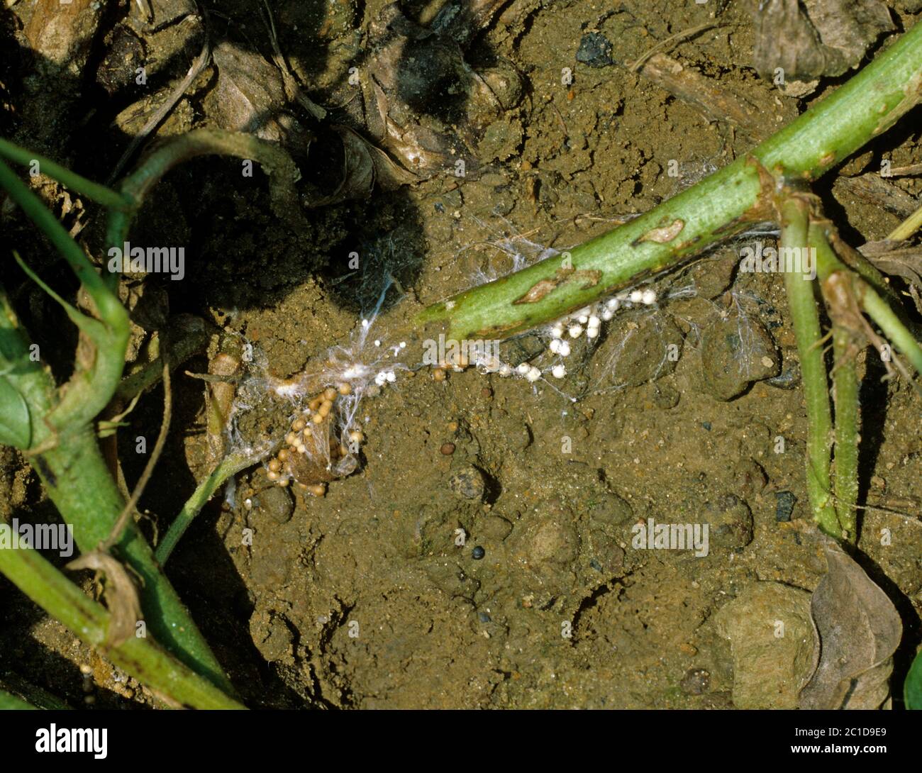 White mould (Athelia rolfsii) fungal disease sclerotia around the soil and base of a peanut (Arachis hypogea) crop plant, USA, May Stock Photo