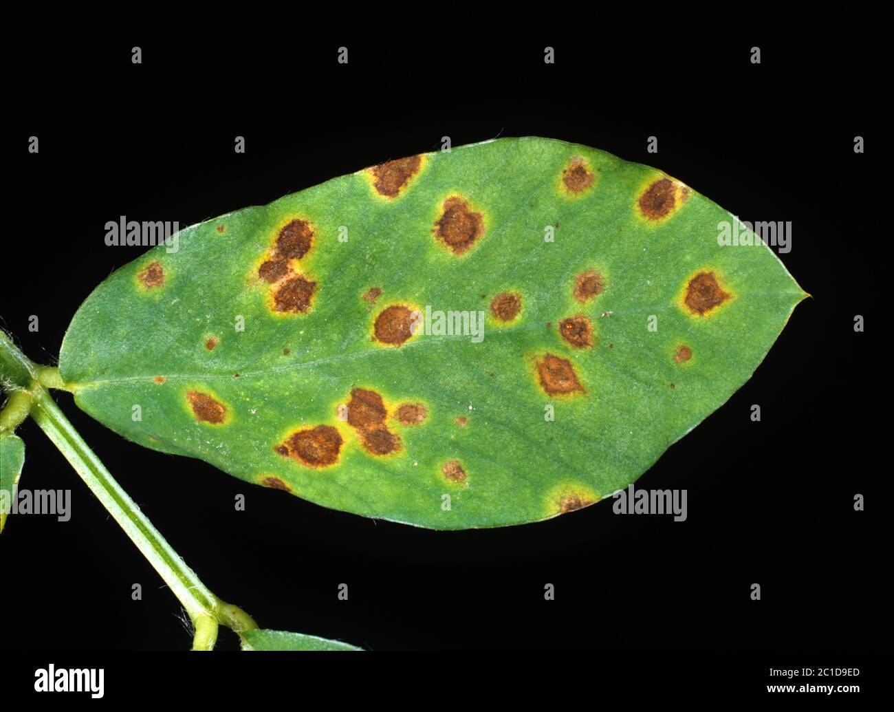 Early leaf spot (Cercospora arachidicola) fungal disease necrotic lesions on a peanut leaflet, North Carolina, USA Stock Photo