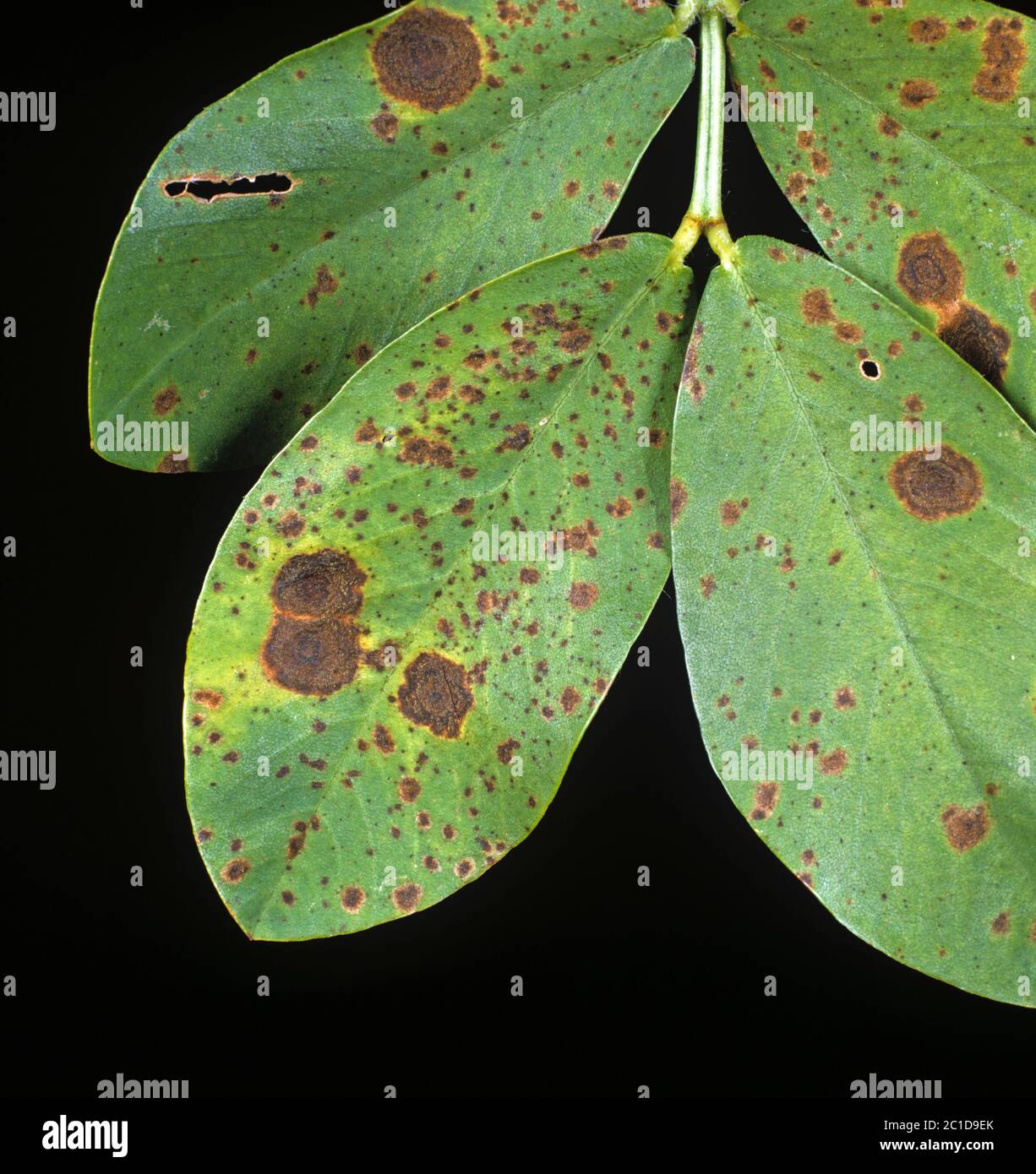 Early & late leaf spot (Passalora arachnidicola) & (Mycosphaerella berkleyi) lesions on peanut leaf, North Carolina, May Stock Photo