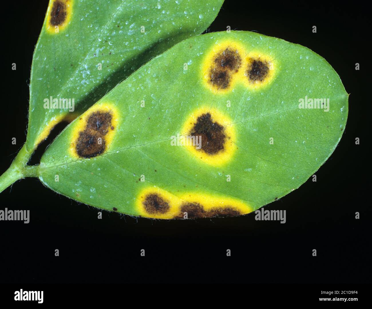 Late leaf spot (Mycosphaerella berkleyi) symptoms on a peanut leaf upper surface, North Carolina, USA, May Stock Photo