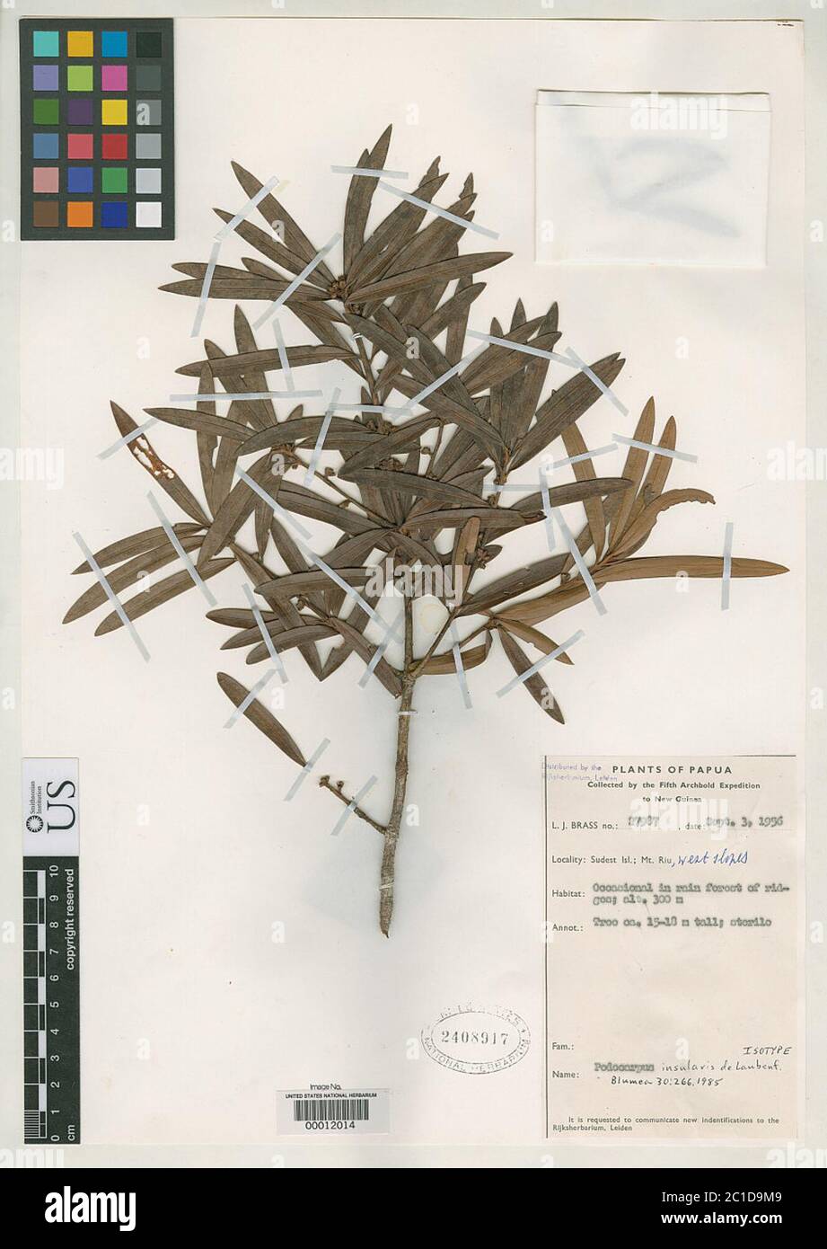 Podocarpus insularis de Laub Podocarpus insularis de Laub. Stock Photo