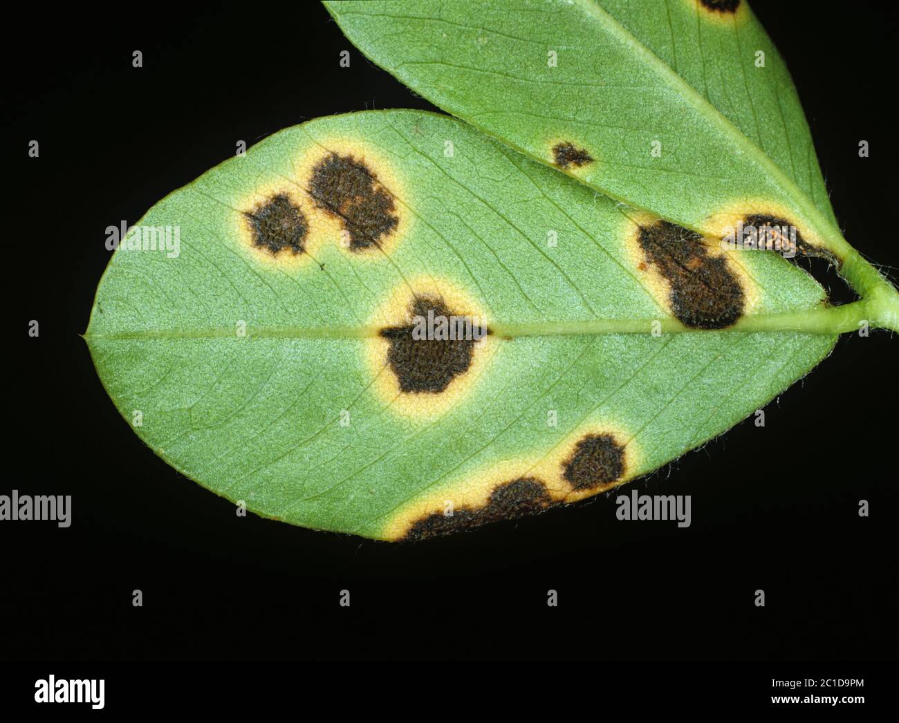 Late leaf spot (Mycosphaerellaceae berkleyi) lesions on peanut leaf underside, North Carolina, USA, May Stock Photo