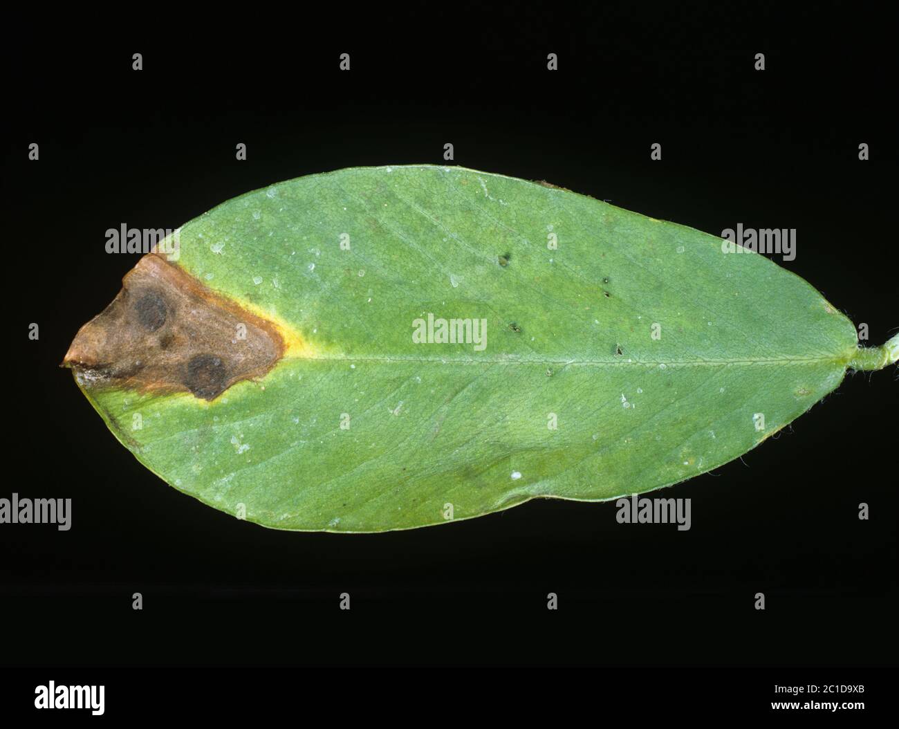 Pepper spot (Leptosphaerulina crassiasca) lesion on a peanut leaf, Florida, USA, May Stock Photo