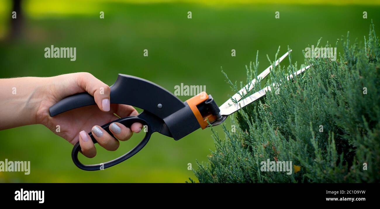 Cutting lawn with scissors in hardtoreach places, gardener