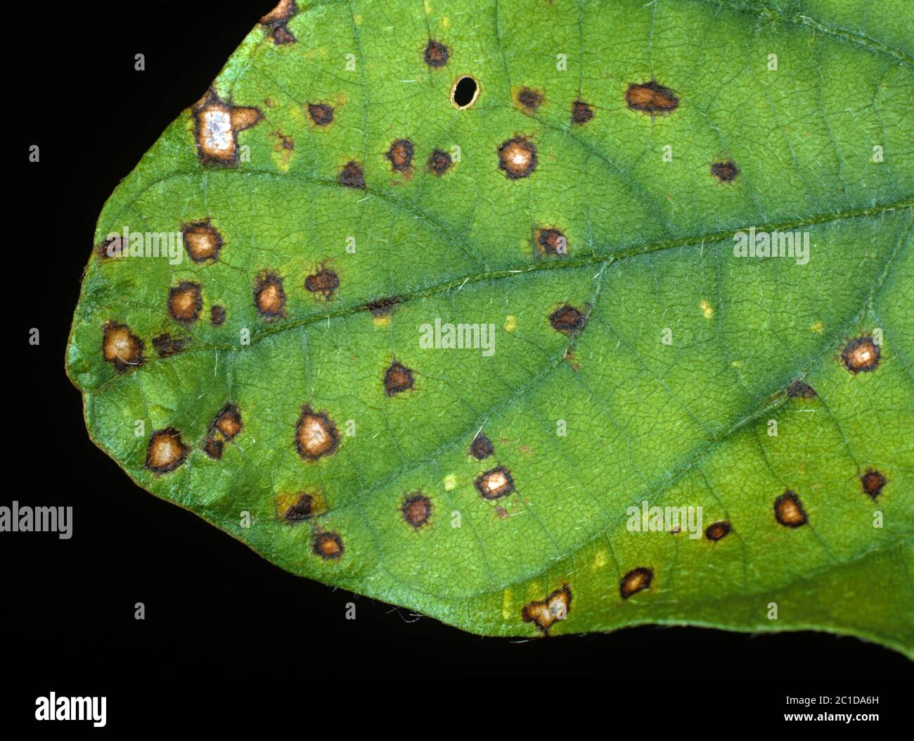 Frogeye leaf spot (Cercospora sojina) discreet circular lesions on soybean leaf, Florida, USA, May Stock Photo