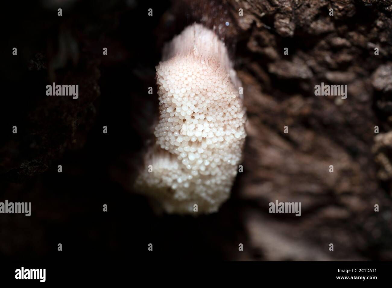 Myxomycetes stemonitis white mold on cherry tree macro Stock Photo