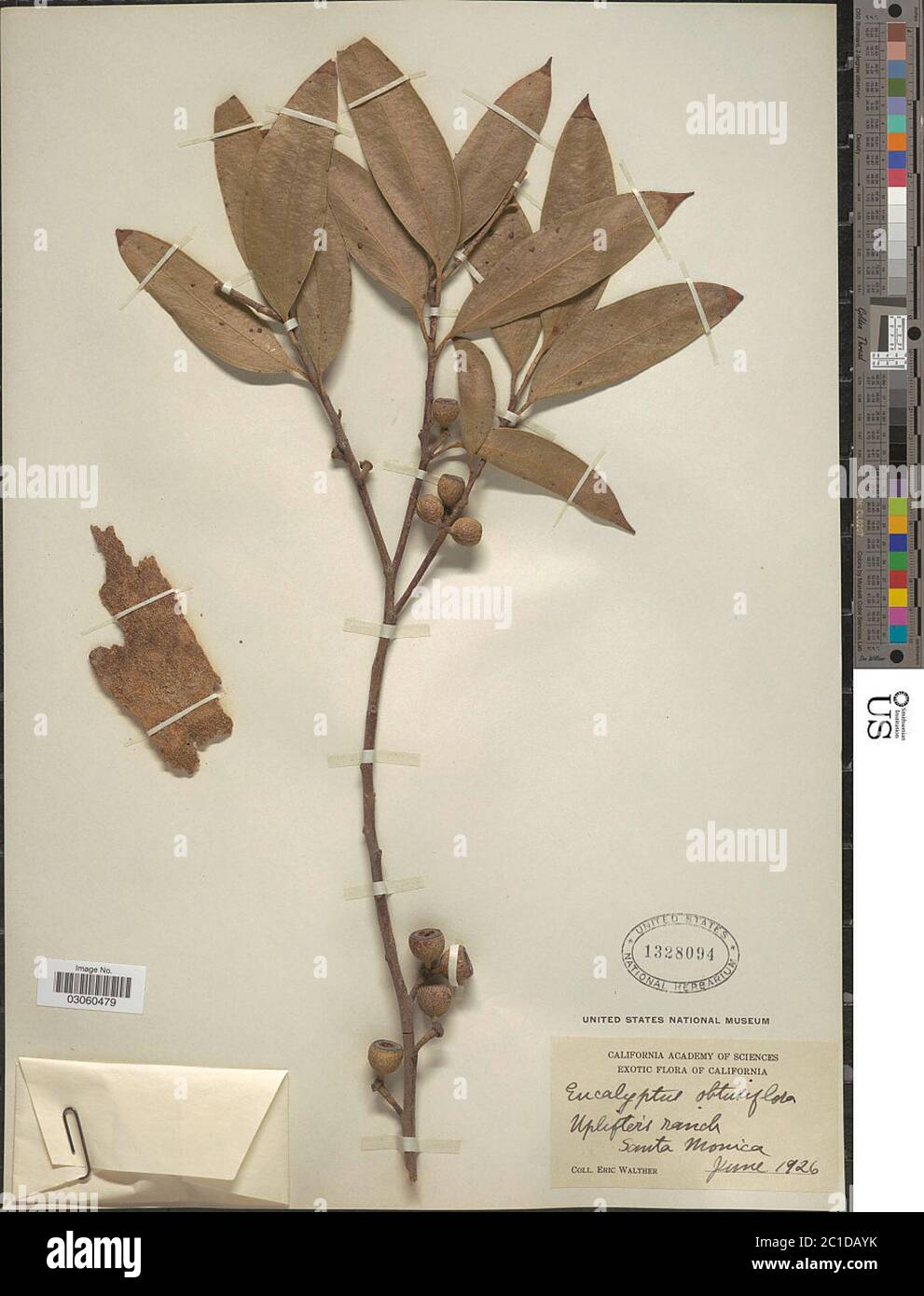 Eucalyptus obtusiflora DC Eucalyptus obtusiflora DC Stock Photo Alamy